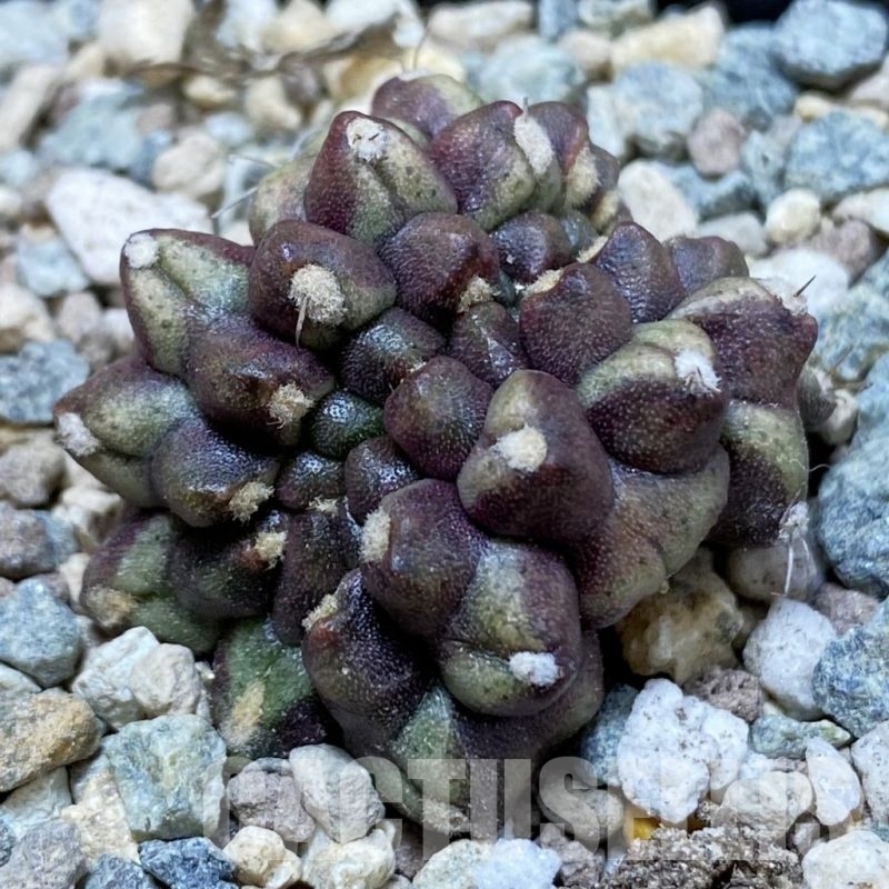 SH24108 Gymnocalycium mihanovichii ‘Day Dream’ f. cristata
