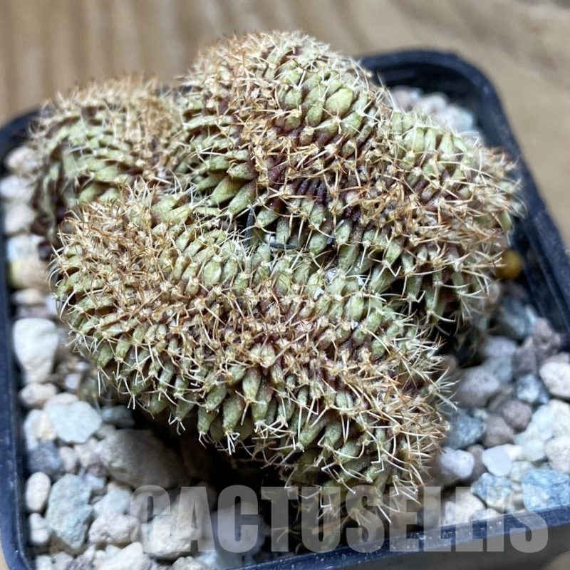 SH24109 Gymnocalycium mihanovichii f. cristata