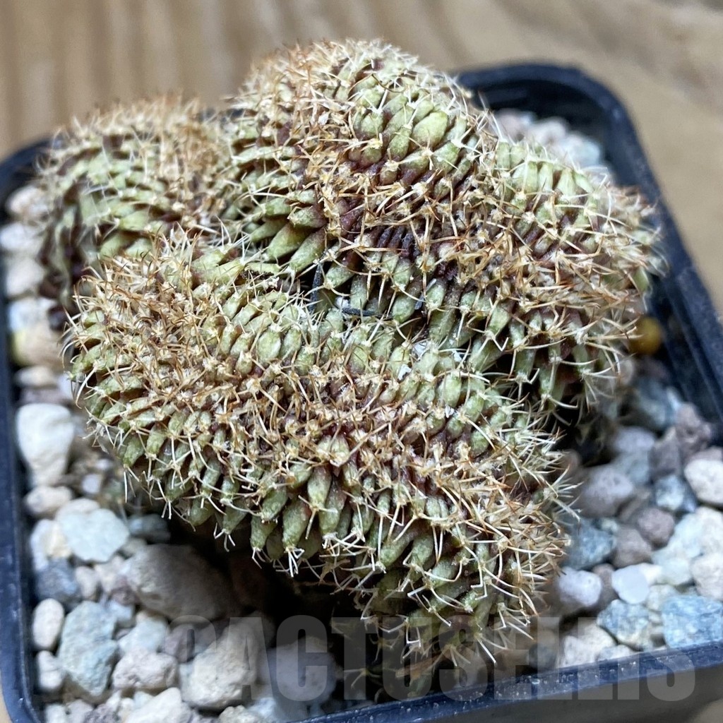 SH24109 Gymnocalycium mihanovichii f. cristata