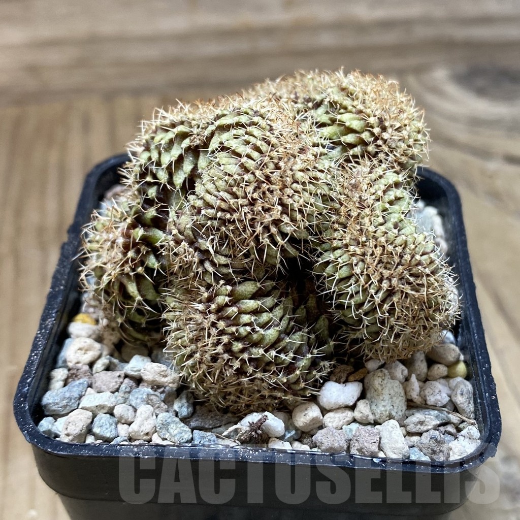 SH24109 Gymnocalycium mihanovichii f. cristata - Image 2