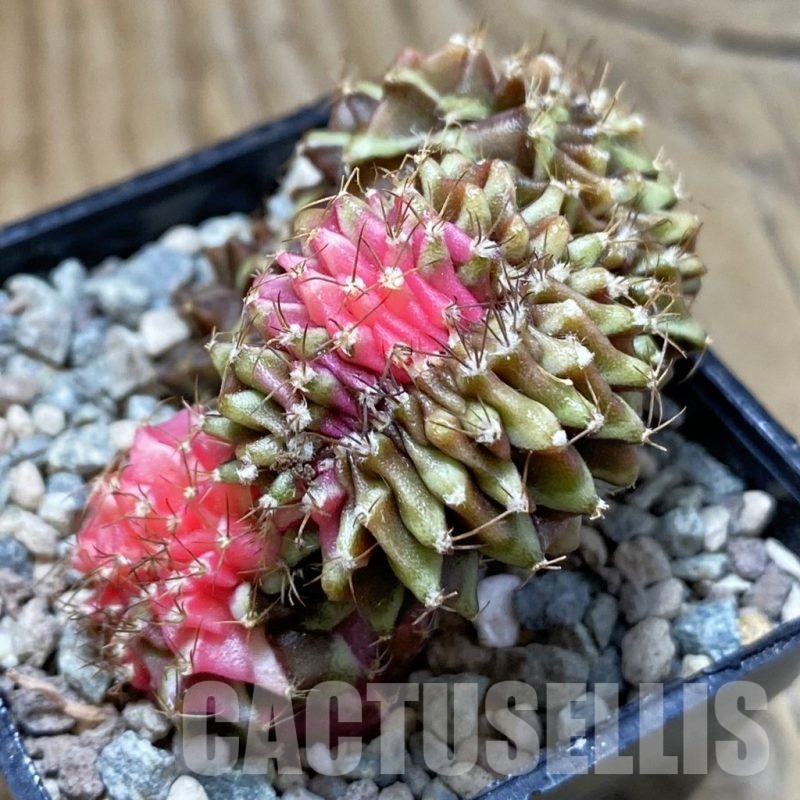 SH24110 Gymnocalycium mihanovichii variegata f. cristata