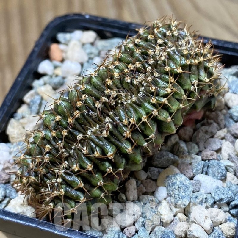 SH24111 Gymnocalycium mihanovichii f. cristata