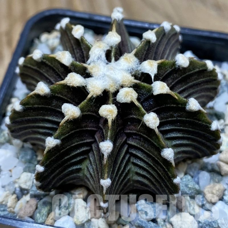 SH24112 Gymnocalycium friedrichii VOS1241