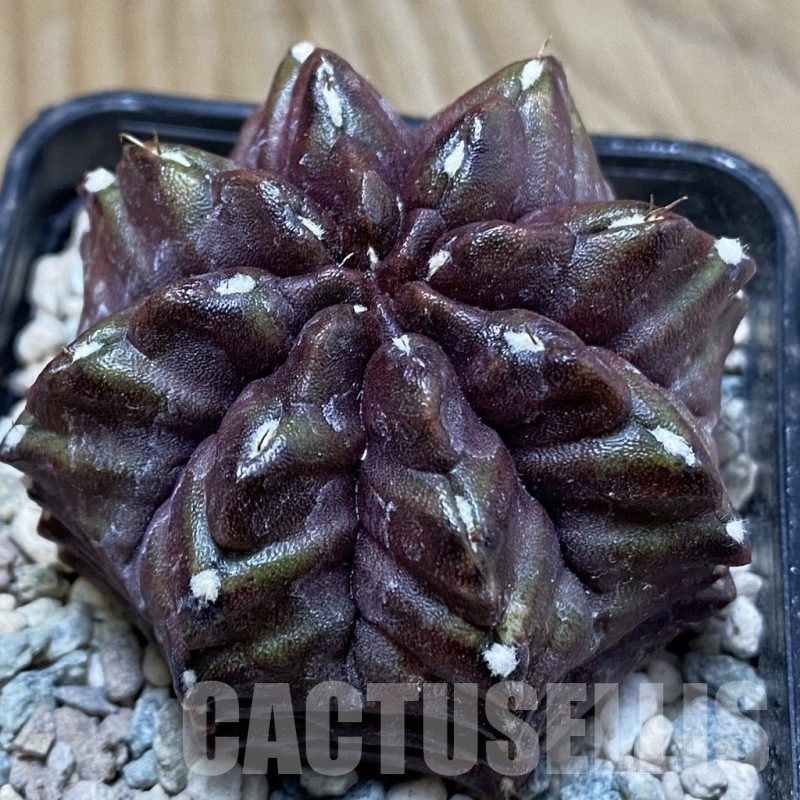 SH24113 Gymnocalycium mihanovichii ‘Nana’