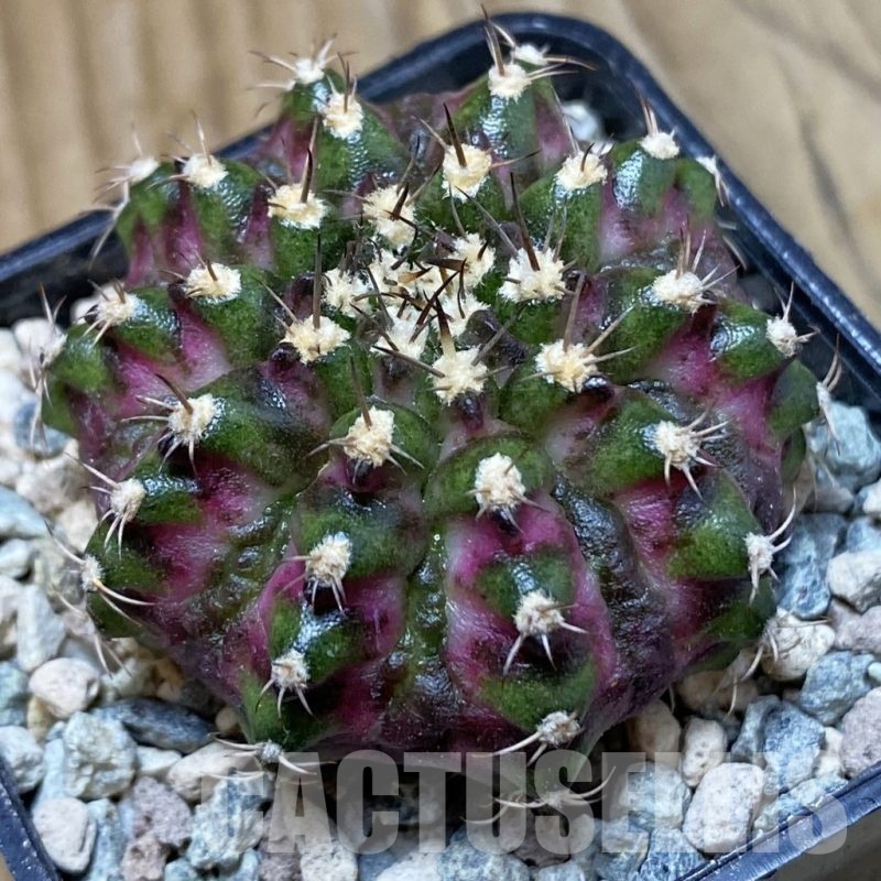 SH24114 Gymnocalycium mihanovichii ‘T-Rex’