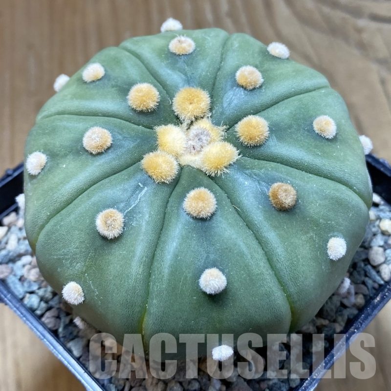 SH24074 Astrophytum asterias 'Akabana'