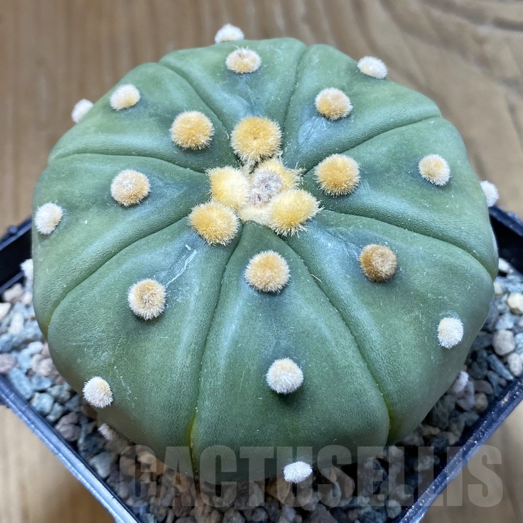 SH24074 Astrophytum asterias 'Akabana'