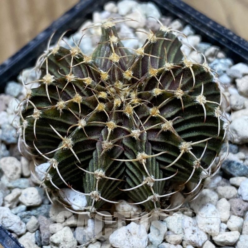 SH24116 Gymnocalycium friedrichii 9R001