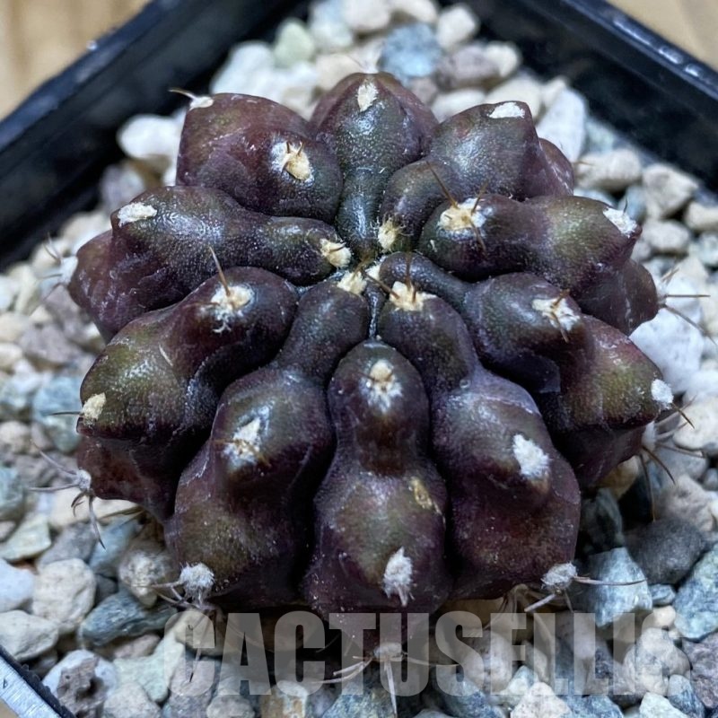 SH24117 Gymnocalycium mihanovichii ‘Kirimanjaro’