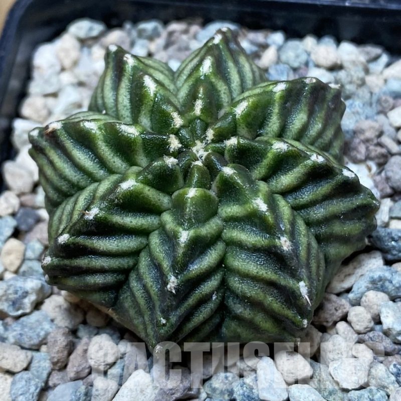 SH24118 Gymnocalycium mihanovichii 'Pandan'