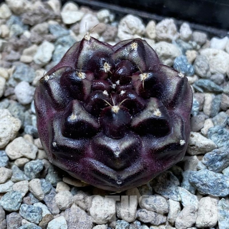SH24119 Gymnocalycium mihanovichii 'Day Dream'