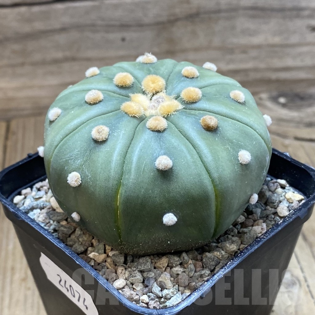 SH24074 Astrophytum asterias 'Akabana' - Image 3