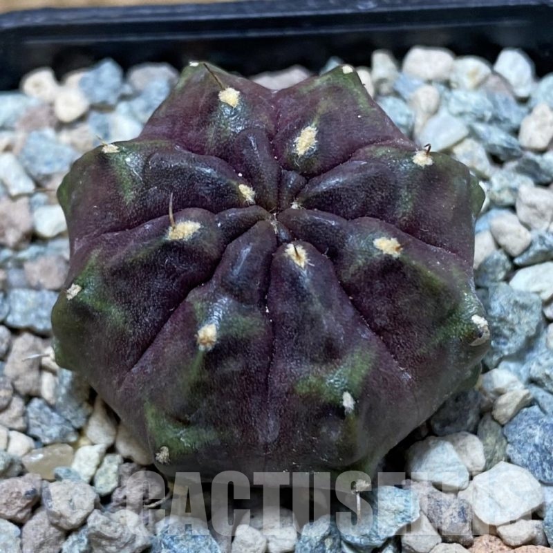 SH24120 Gymnocalycium mihanovichii ‘Chocolate Fist’