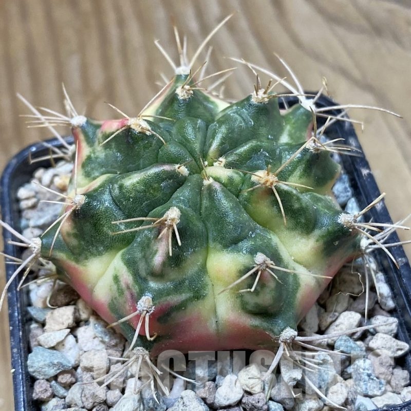 SH24121 Gymnocalycium mihanovichii 'Lover'