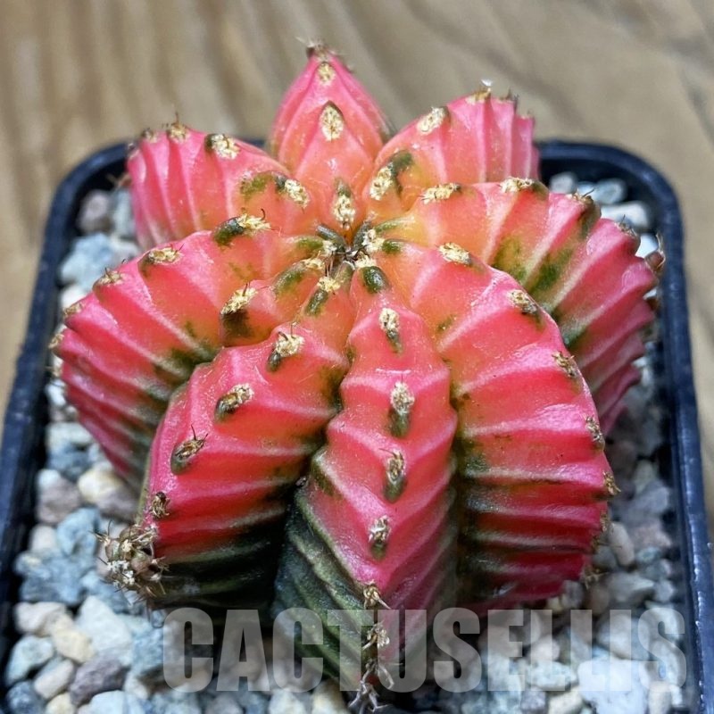 SH24122 Gymnocalycium mihanovichii 'Crystal Jelly'