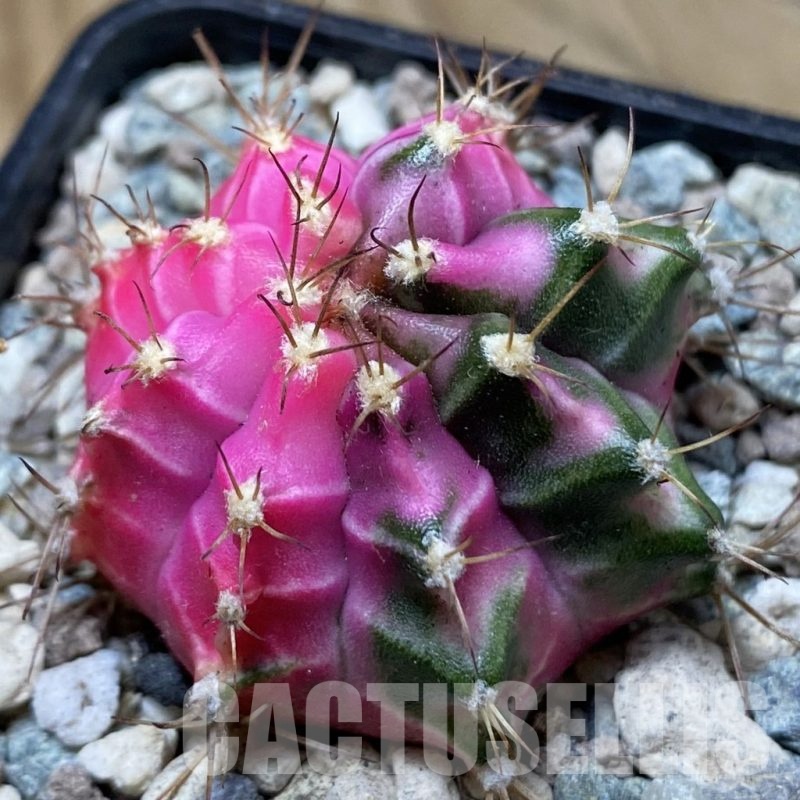 SH24123 Gymnocalycium mihanovichii ‘Pink Diamond’
