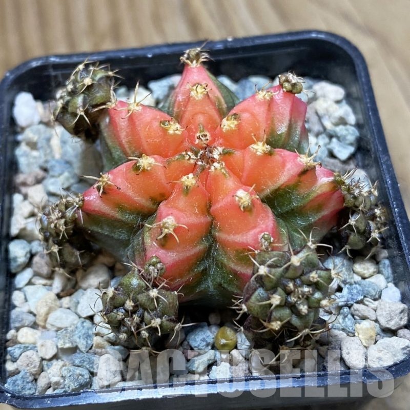 SH24124 Gymnocalycium mihanovichii 'French Fuchsia'