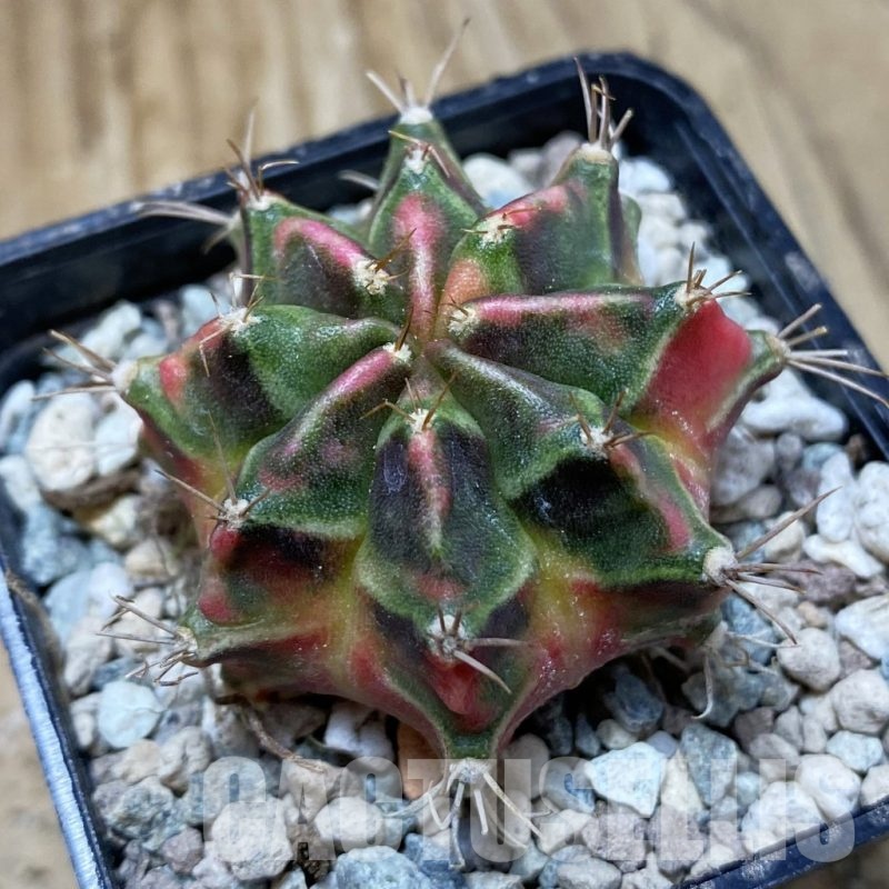SH24125 Gymnocalycium mihanovichii ‘Little Rabbit’