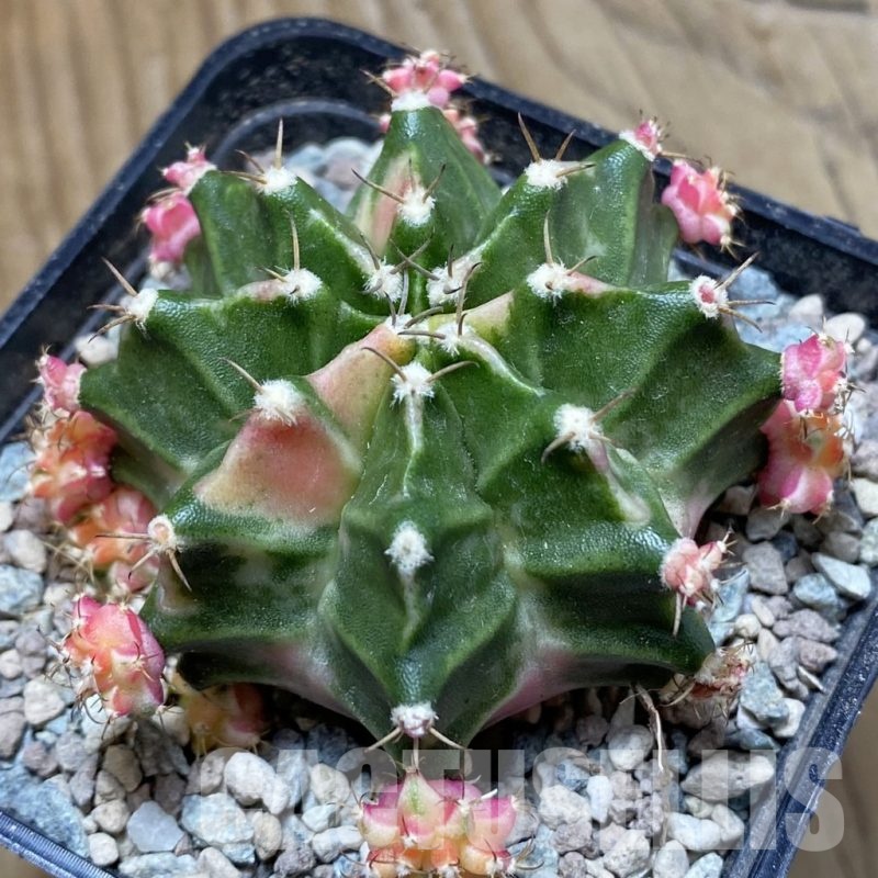 SH24075 Gymnocalycium mihanovichii 'Dark Tudzy'