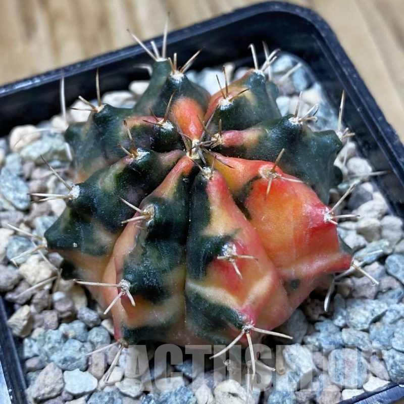 SH24126 Gymnocalycium mihanovichii 'Pearl Andaman'