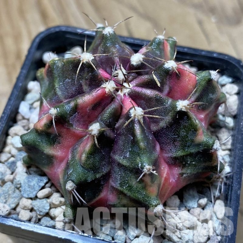 SH24127 Gymnocalycium mihanovichii 'Hell Boy'