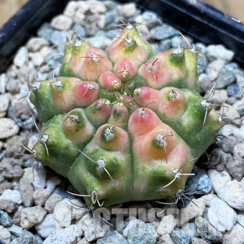 SH24128 Gymnocalycium mihanovichii 'Krataewat'
