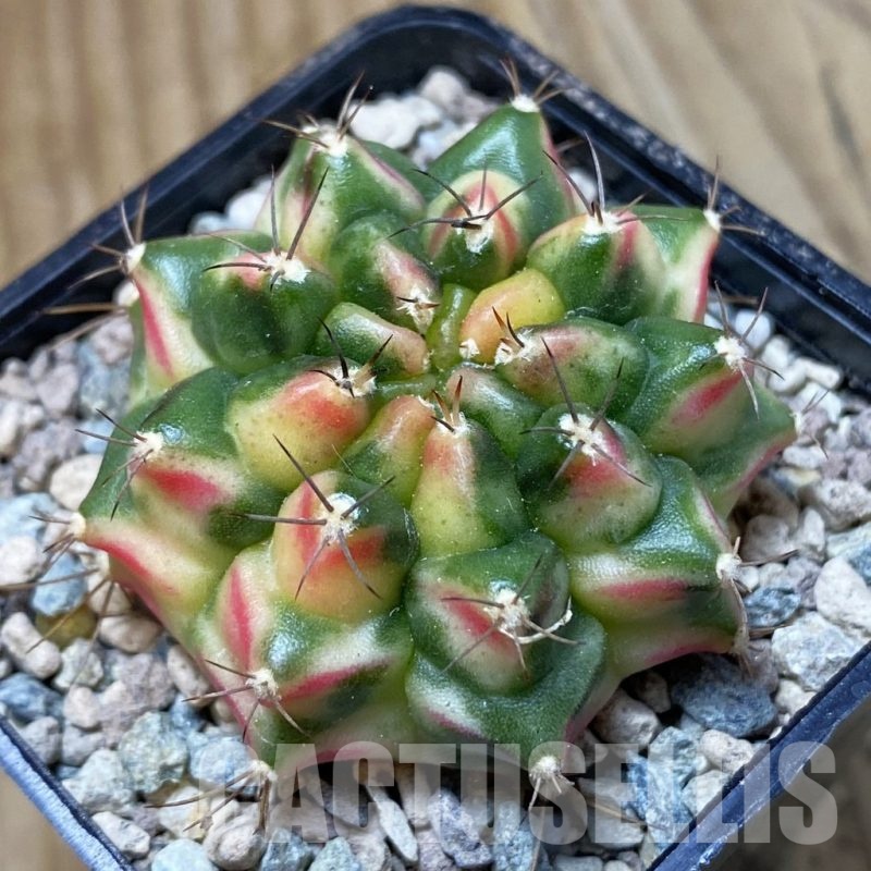 SH24129 Gymnocalycium mihanovichii ‘Little Monstev’