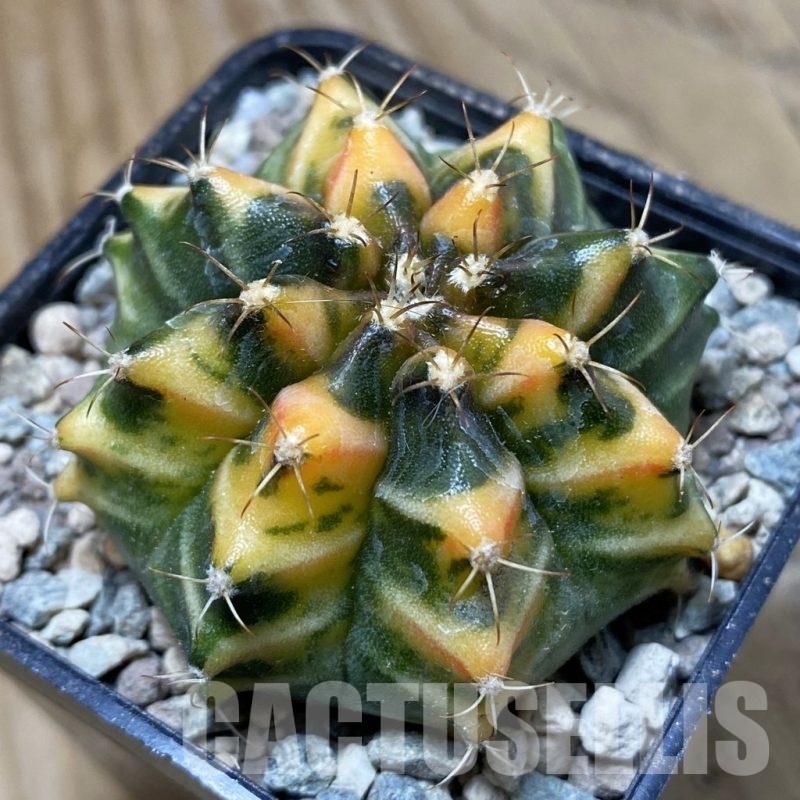 SH24130 Gymnocalycium mihanovichii 'Som Jeed'