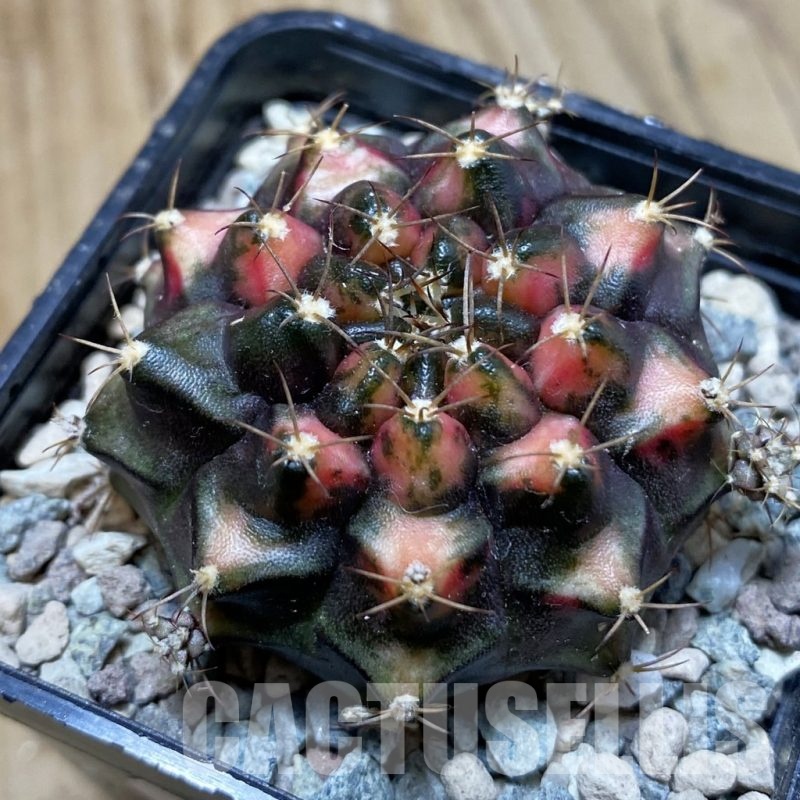 SH24131 Gymnocalycium mihanovichii 'Kan-Thong'