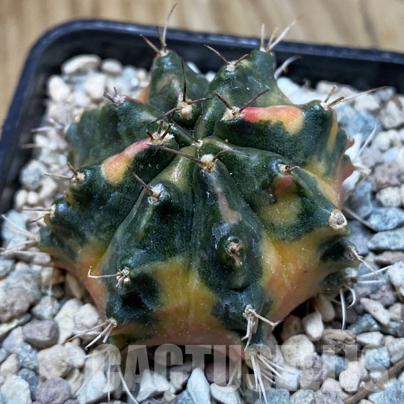 SH24132 Gymnocalycium mihanovichii 'Pearl Andaman'