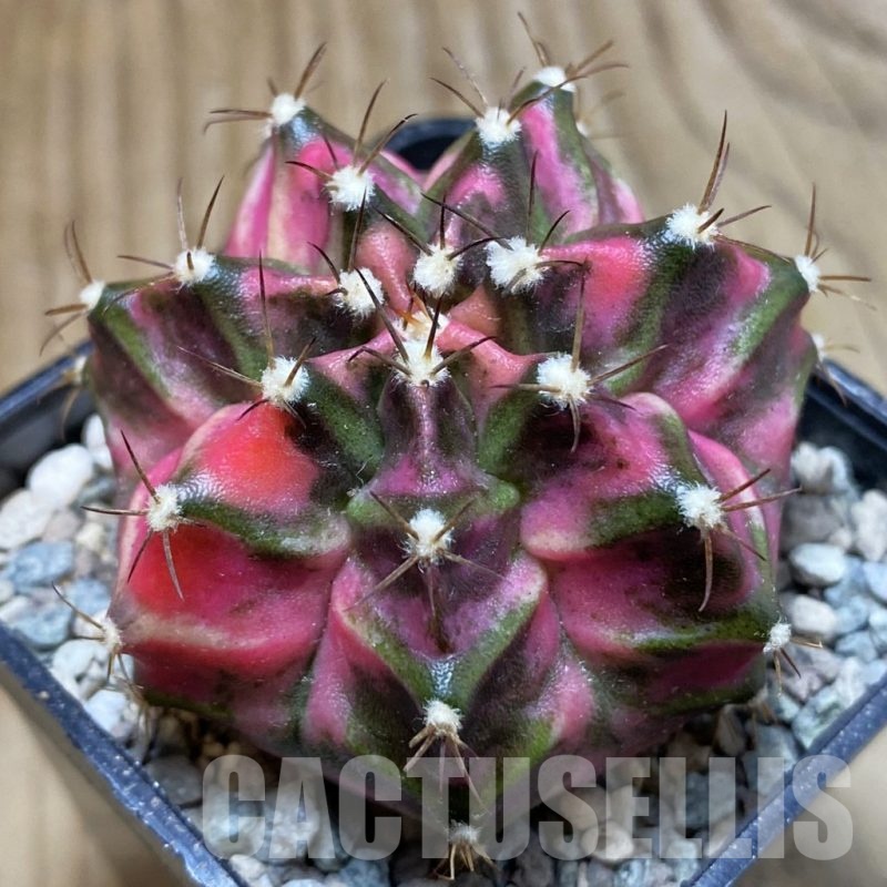 SH24133 Gymnocalycium mihanovichii 'Siamodon'