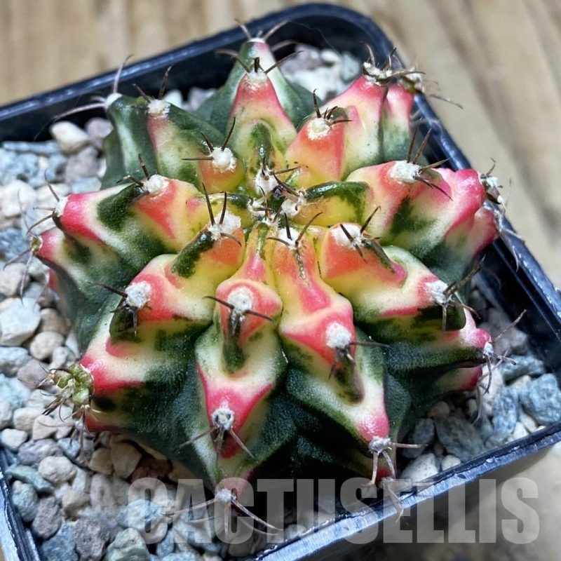 SH24134 Gymnocalycium mihanovichii ‘Multicolor’