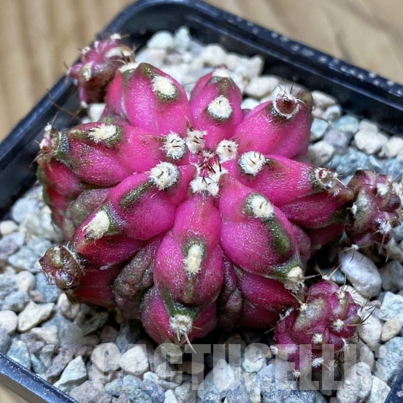 SH24135 Gymnocalycium mihanovichii ‘T-Lux’