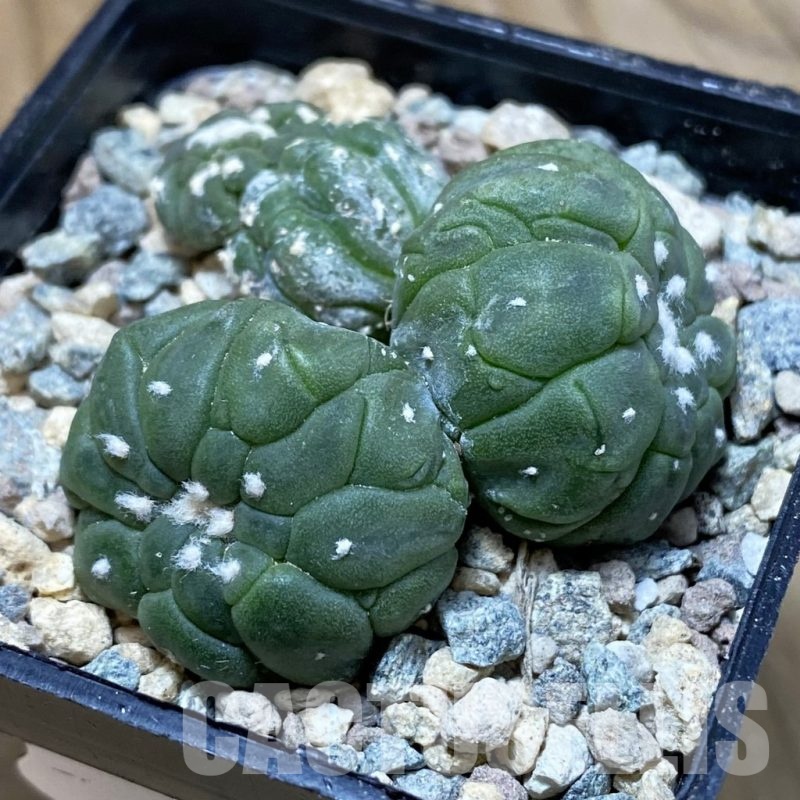SH24076 Astrophytum asterias ‘Kikko Lizart Skin’