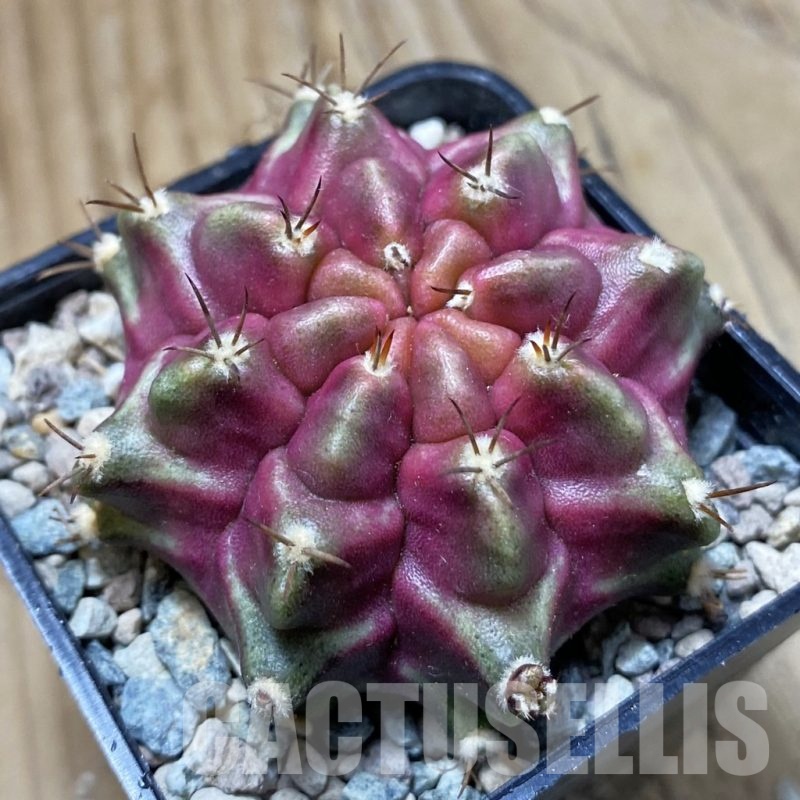 SH24137 Gymnocalycium mihanovichii ‘Purple Nebula’