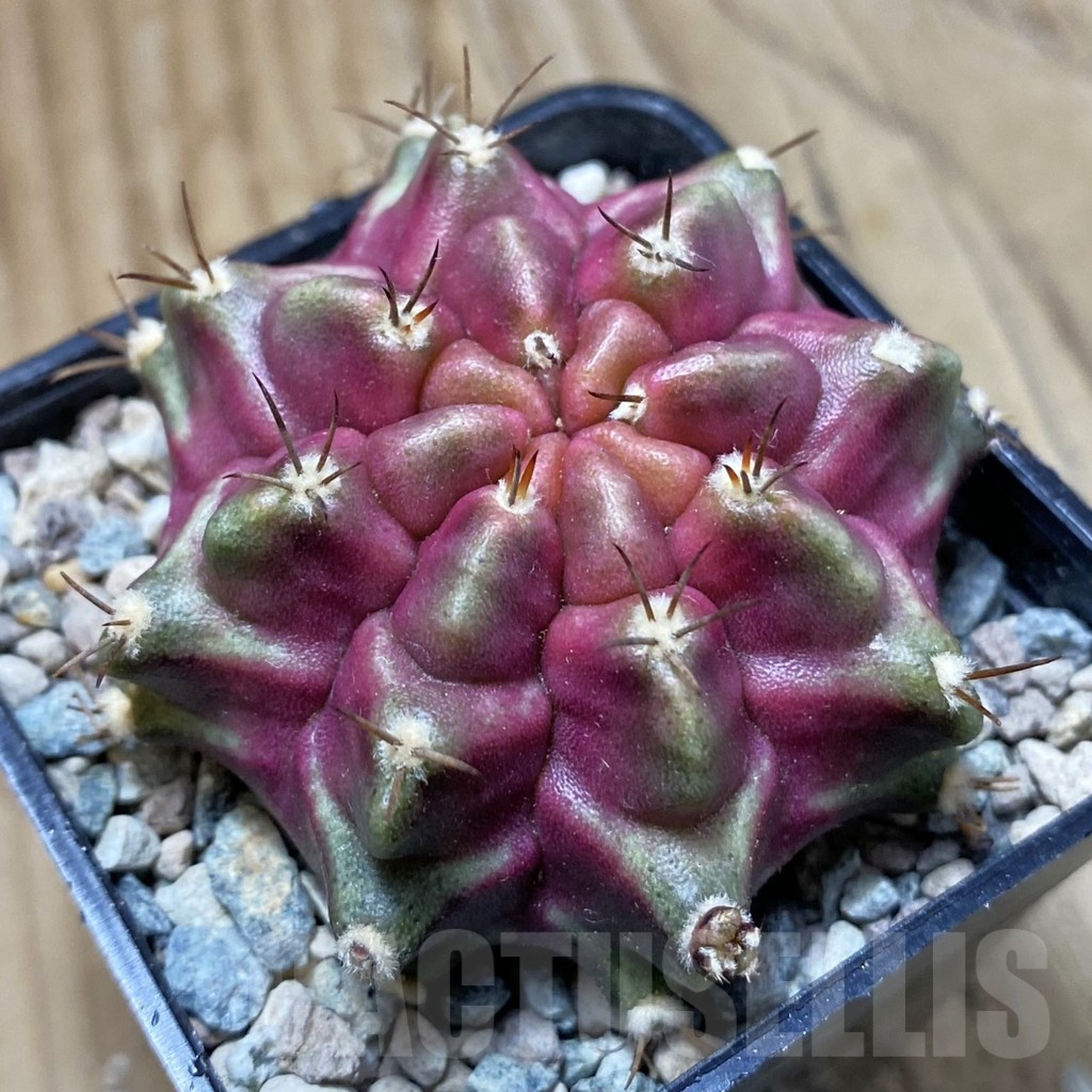 SH24137 Gymnocalycium mihanovichii ‘Purple Nebula’