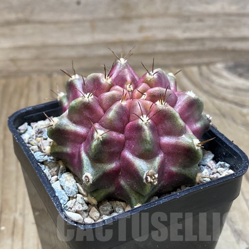 SH24137 Gymnocalycium mihanovichii ‘Purple Nebula’ - Зображення 2