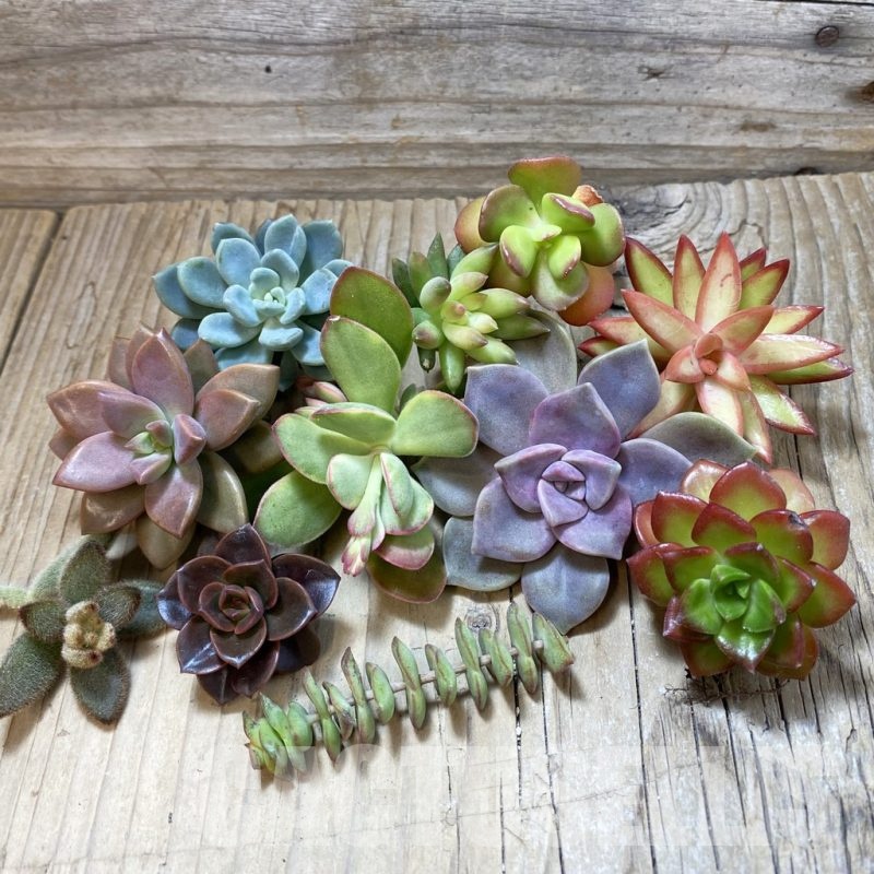 SH24139 Succulents mix, cuted