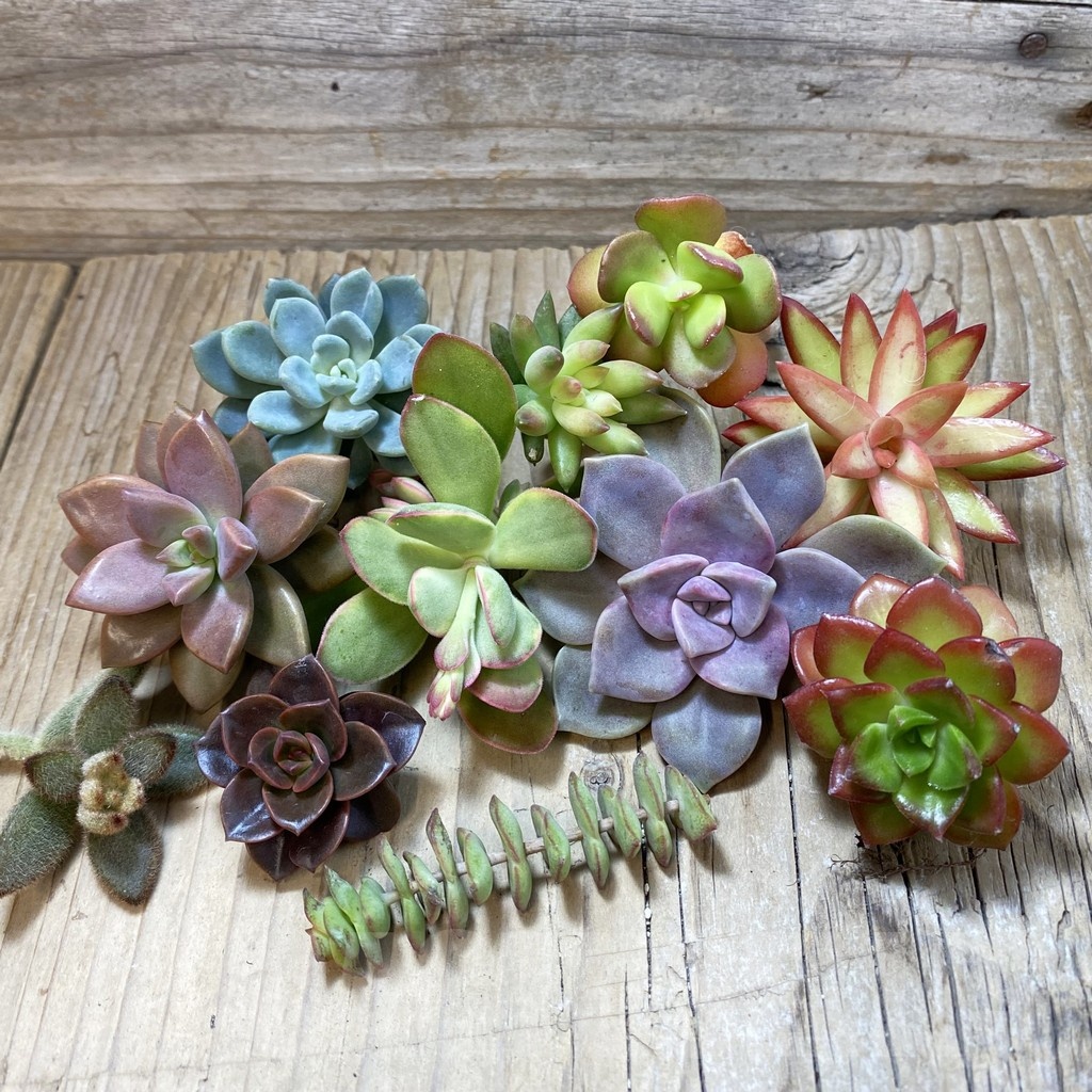 SH24139 Succulents mix, cuted
