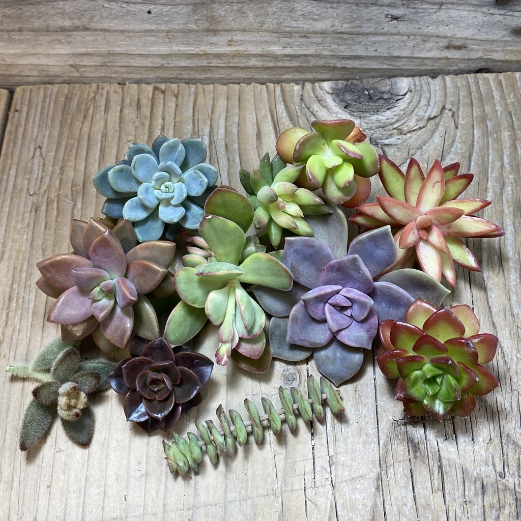 SH24139 Succulents mix, cuted - Зображення 2