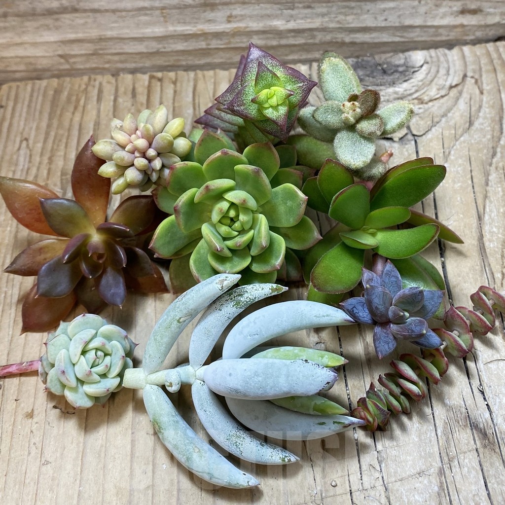 SH24140 Succulents mix, cuted