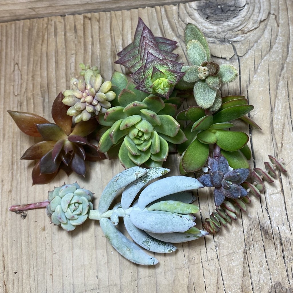 SH24140 Succulents mix, cuted - Зображення 2