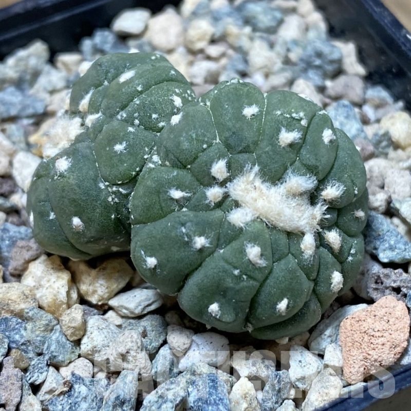 SH24077 Astrophytum asterias ‘Kikko Lizart Skin’