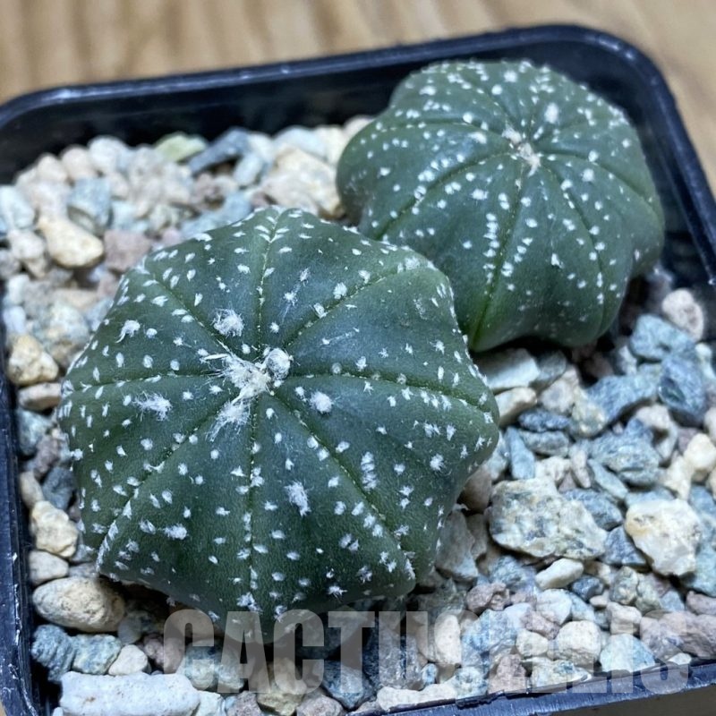 SH24078 Astrophytum asterias ‘Star Shape’, 2 plants