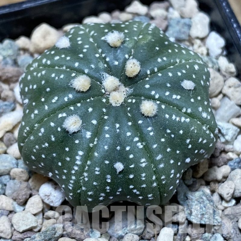 SH24079 Astrophytum asterias ‘Star Shape’