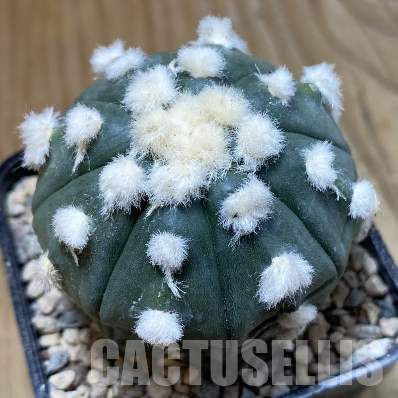 SH24080 Astrophytum asterias ‘Ooibo’