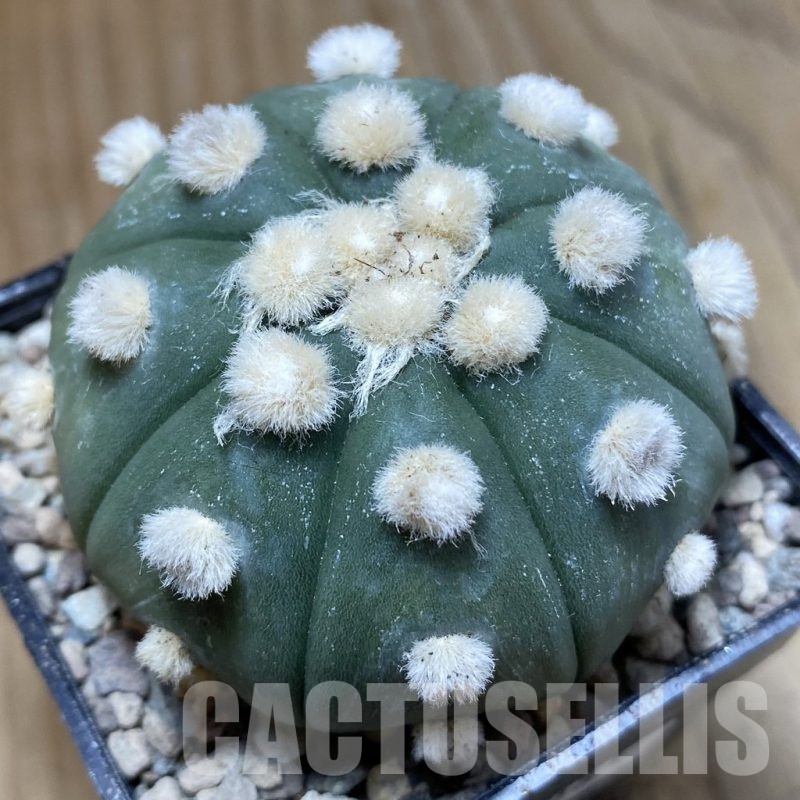 SH24081 Astrophytum asterias ‘Ooibo’