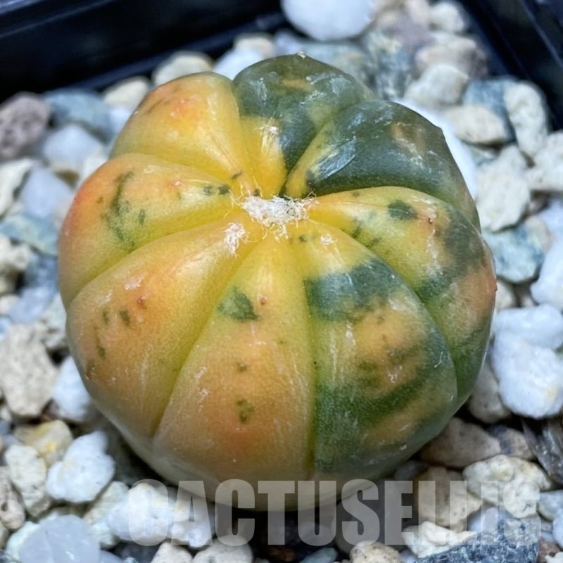 SH24082 Astrophytum asterias ‘ Red Purple Skin’ f. variegata