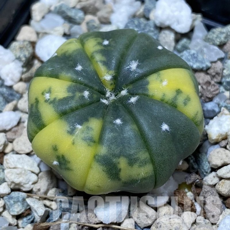 SH24083 Astrophytum asterias f. variegata