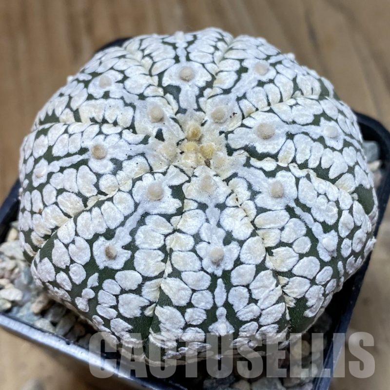 SH24084 Astrophytum asterias ‘Super Kabuto’ hybrid